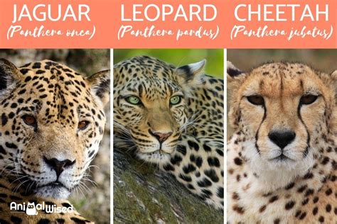 leopard panther jaguar|cheetah vs leopard jaguar panther.